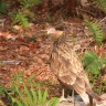 Puerto Varas, Chile