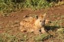 Baby Hyena
