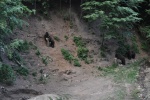 Bears