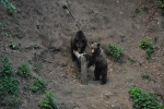Bears