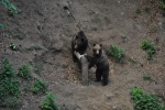 Bears