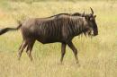 Gnu