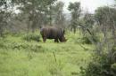 Rhino
