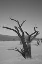 Deadvlei_2.JPG