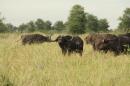 Buffalo