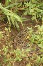 Puff adder