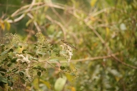 IMG_9274.JPG
