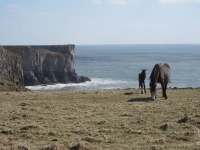 Stackpole Head