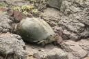 Terrapin