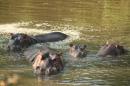 Hippo